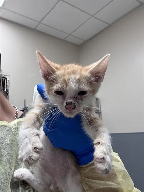A baby small-sized male Domestic Short Hair cat named Grits for adoption in Las Vegas, NV