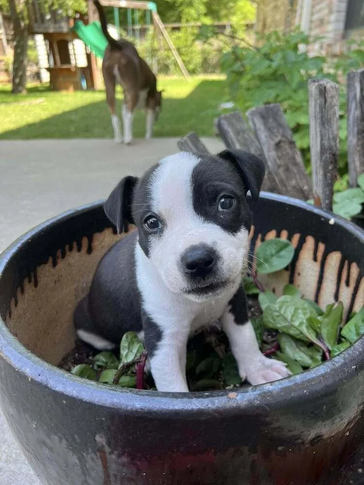 A baby medium-sized male Tricolor (Brown, Black, & White) Pit Bull Terrier dog named Cosmo Kramer for adoption in Dallas, TX