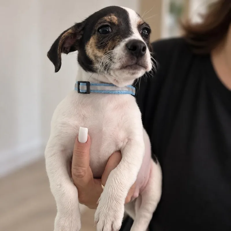 A baby small-sized male American Staffordshire Terrier dog named Raisin for adoption in Tampa, FL