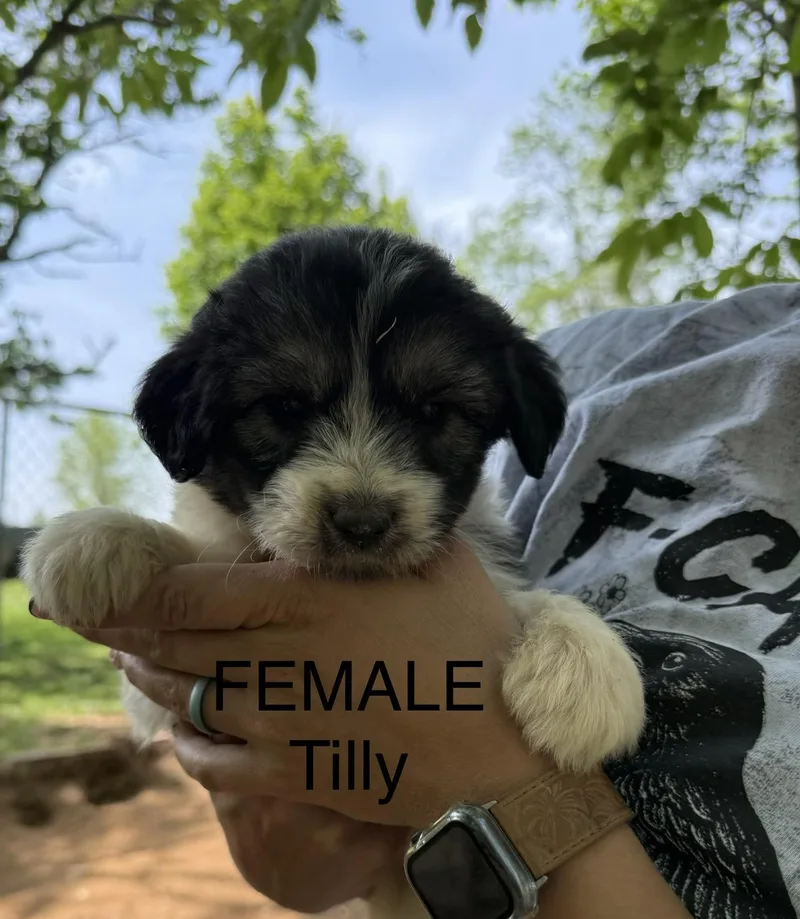 Tilly