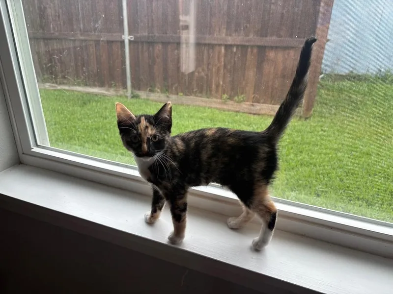 A baby small-sized female Tortoiseshell Domestic Short Hair cat named Spoiler for adoption in Dallas, TX