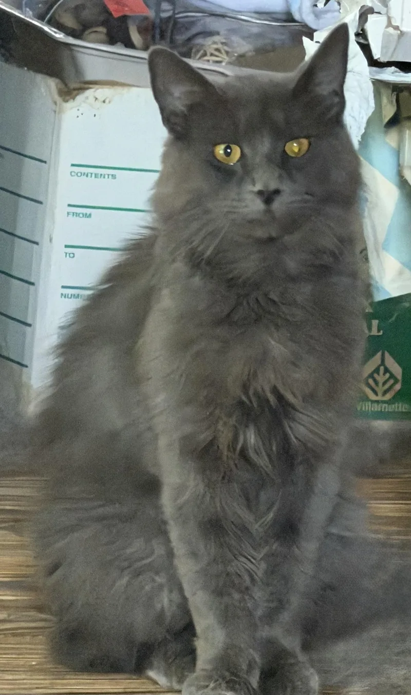 A young large-sized male Gray / Blue / Silver Maine Coon cat named Caden for adoption in Churchville, PA