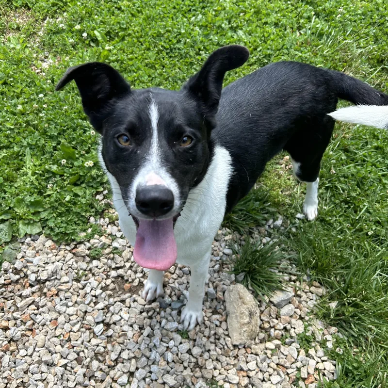 A young medium-sized female Black Collie dog named Kiwi for adoption in Circleville, OH