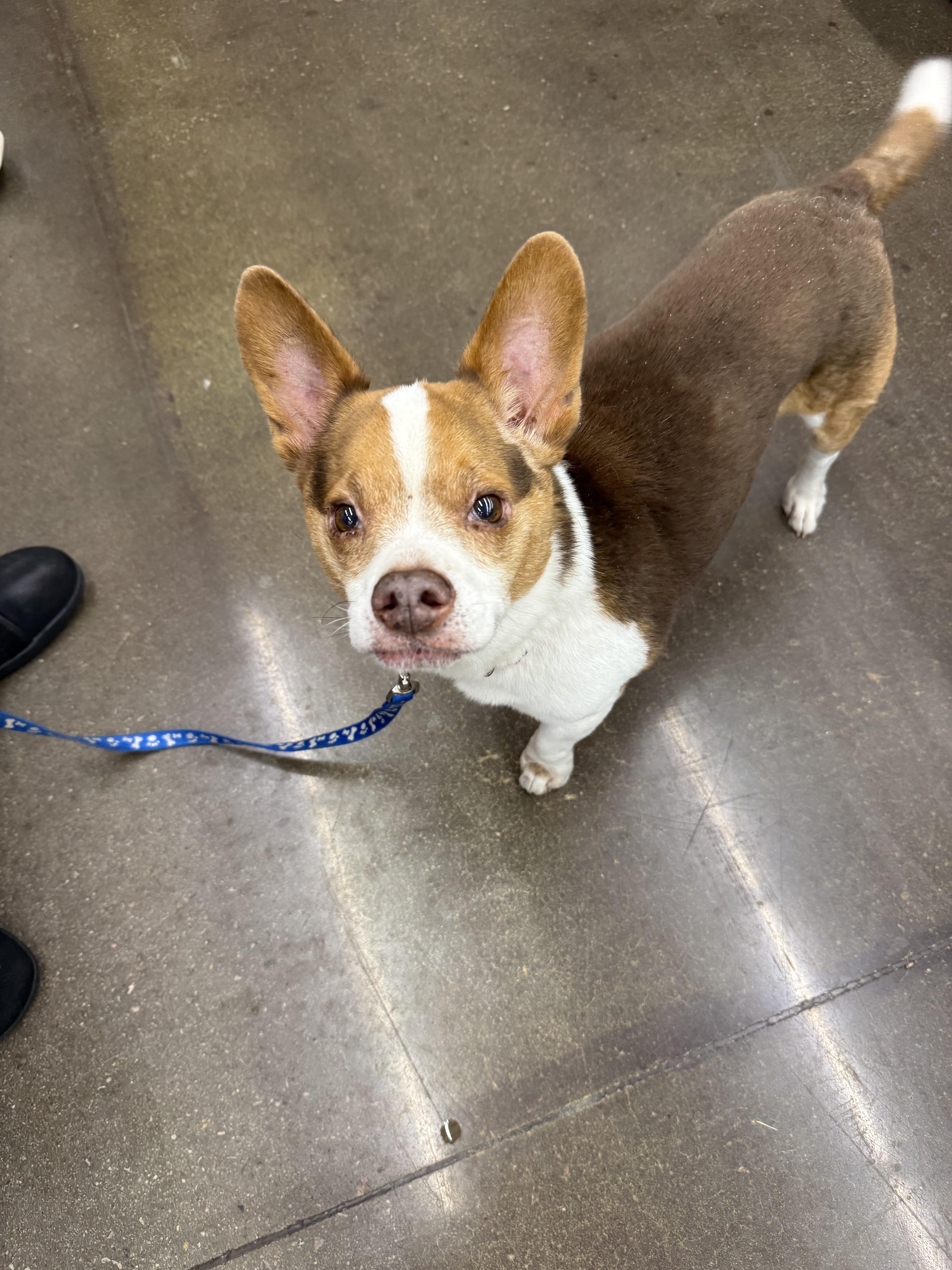 A senior medium-sized male Pembroke Welsh Corgi dog named Coco for adoption in Hillsborough, NC