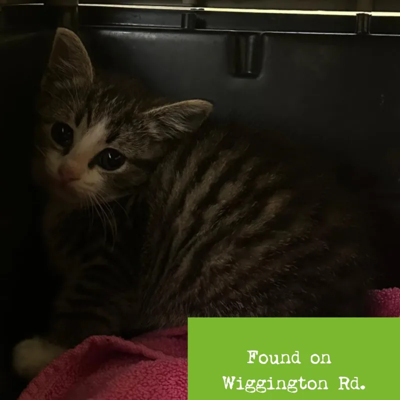 A baby small-sized female Gray / Blue / Silver Domestic Short Hair cat named Chili for adoption in Roanoke, VA