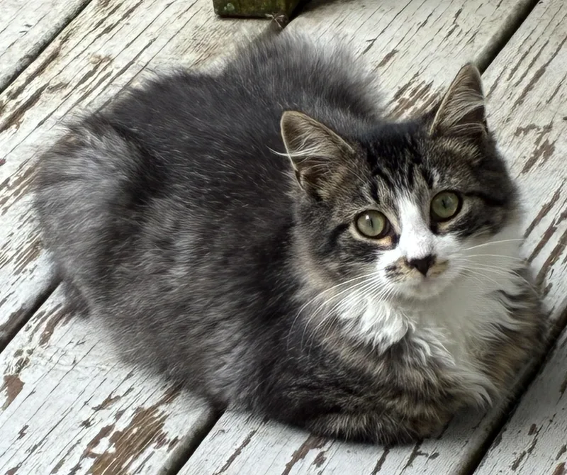 A baby medium-sized male Gray & White Domestic Long Hair cat named Fluffy for adoption in Avon, NY