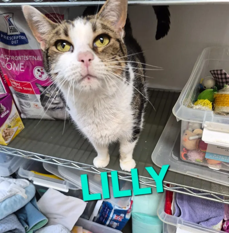A senior medium-sized female Domestic Short Hair cat named Lilly for adoption in Rome, GA