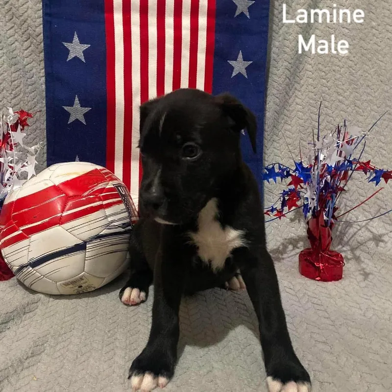 Lamine