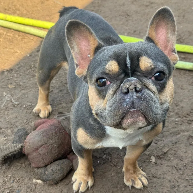 Penelope