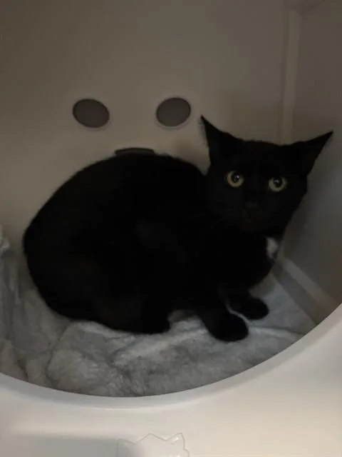 An adult medium-sized female Domestic Short Hair cat named Oprah for adoption in Leesburg, VA
