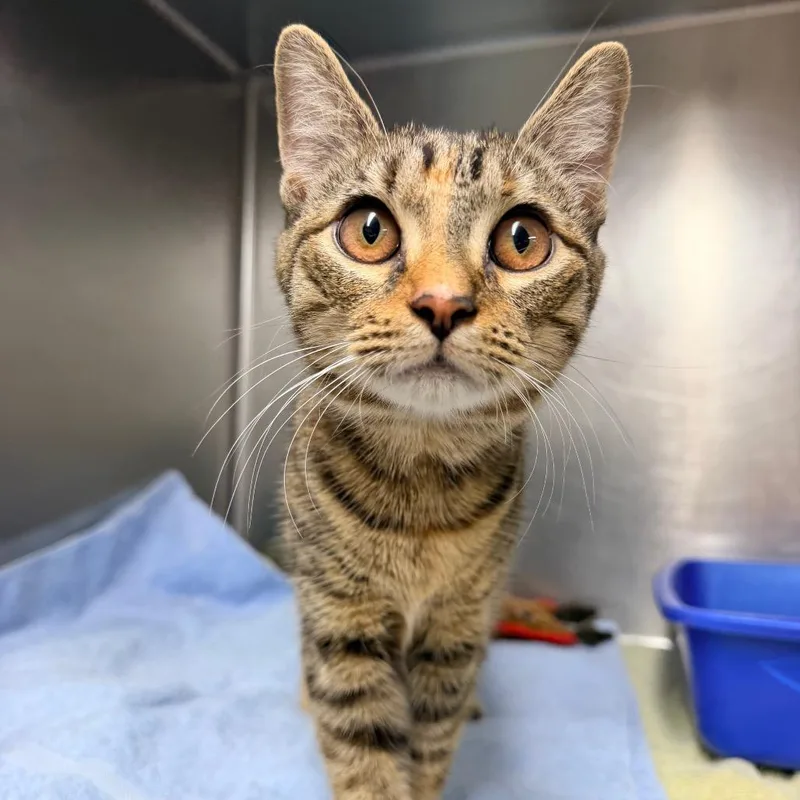 A young medium-sized female Brown / Chocolate Domestic Short Hair cat named Autumn for adoption in Newark, NJ