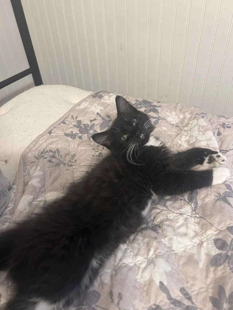 Merlin