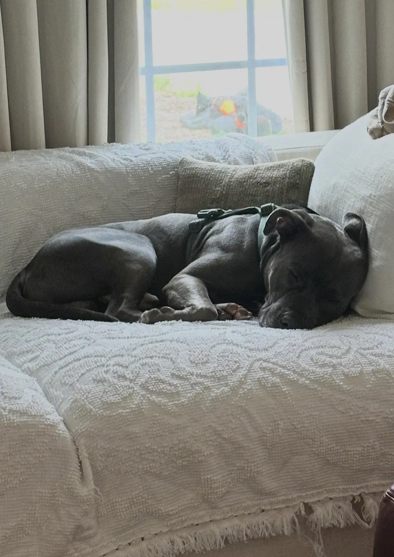 An adult medium-sized male Pit Bull Terrier dog named Cash for adoption in Cuyahoga Falls, OH