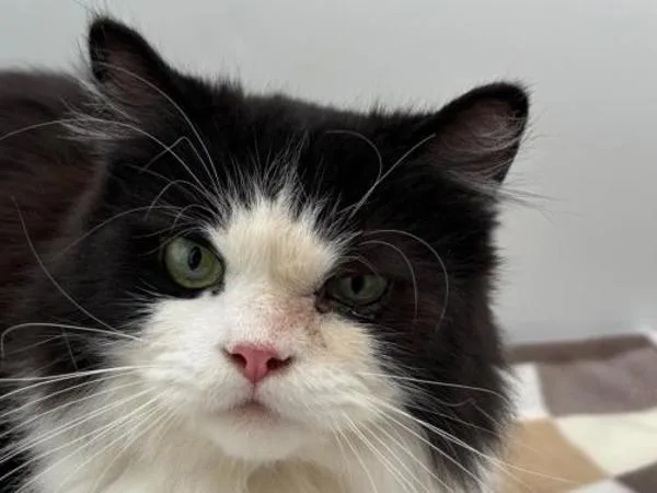 A young large-sized male Ragdoll cat named Sylvester for adoption in Portland, OR