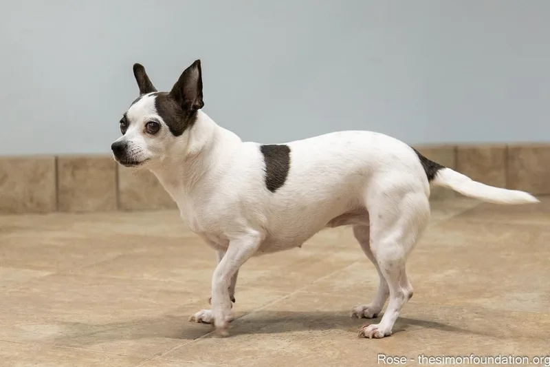 Roseblanche thumbnail 3