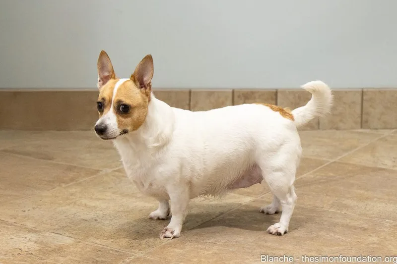 Roseblanche thumbnail 4