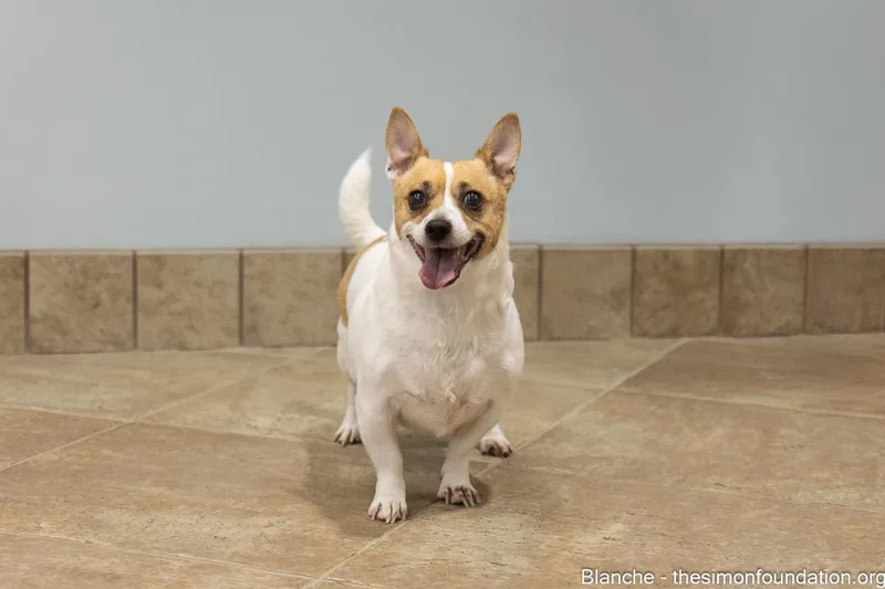 Roseblanche thumbnail 5