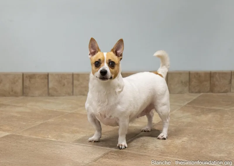 Roseblanche thumbnail 6