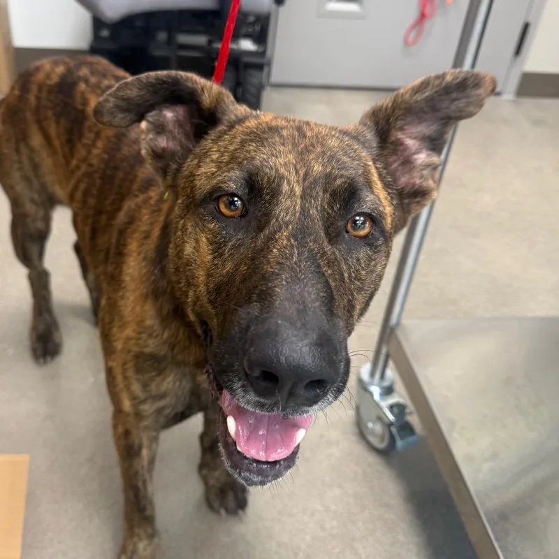 An adult medium-sized male Brindle Mixed Breed dog named Thomas for adoption in Sand Springs, OK