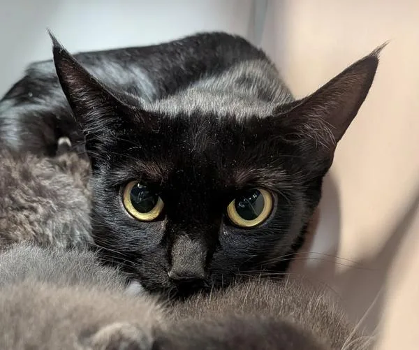 A young small-sized female Domestic Short Hair cat named Working Cat Tailor for adoption in San Diego, CA