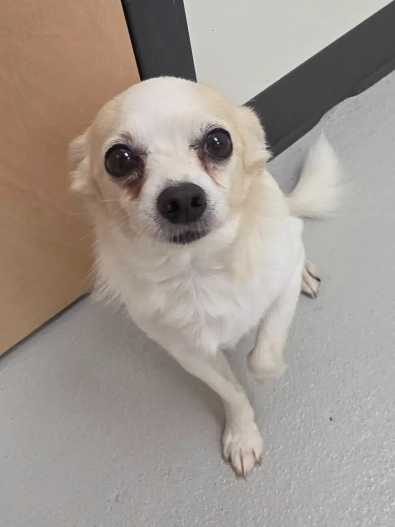 A senior small-sized male Chihuahua dog named Falkor for adoption in Greeneville, TN