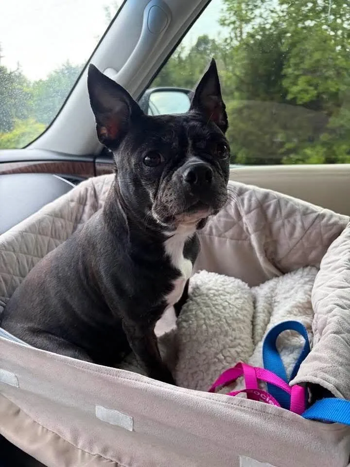 A senior small-sized female Tricolor (Brown, Black, & White) Boston Terrier dog named Kiah for adoption in Jackson, TN