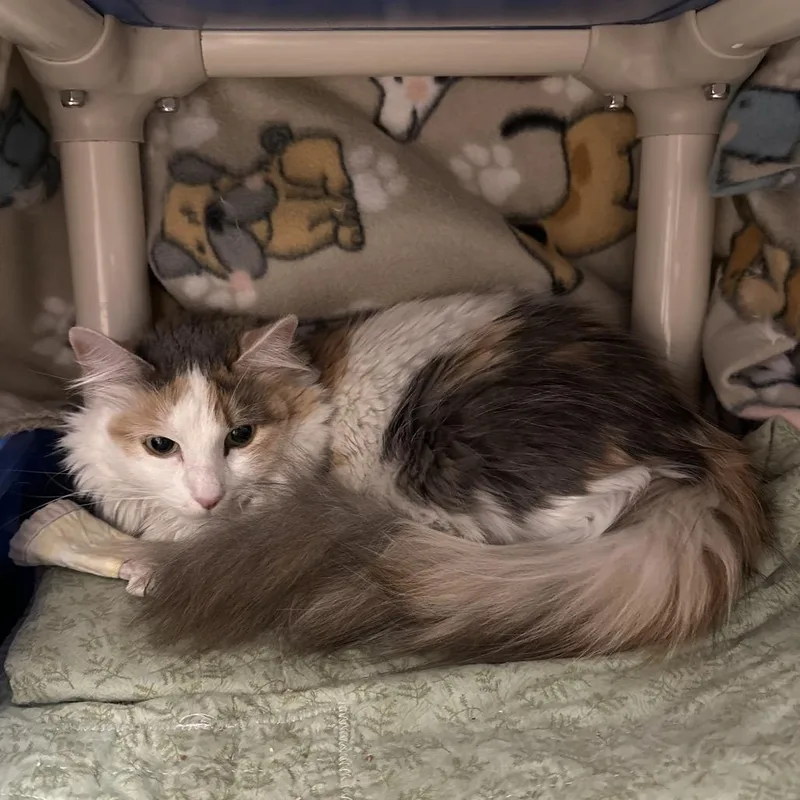 An adult medium-sized female White Domestic Long Hair cat named Princess Lea for adoption in Kanab, UT
