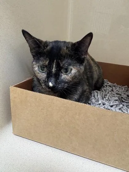 An adult medium-sized female Domestic Short Hair cat named Willow for adoption in Pequot Lakes, MN