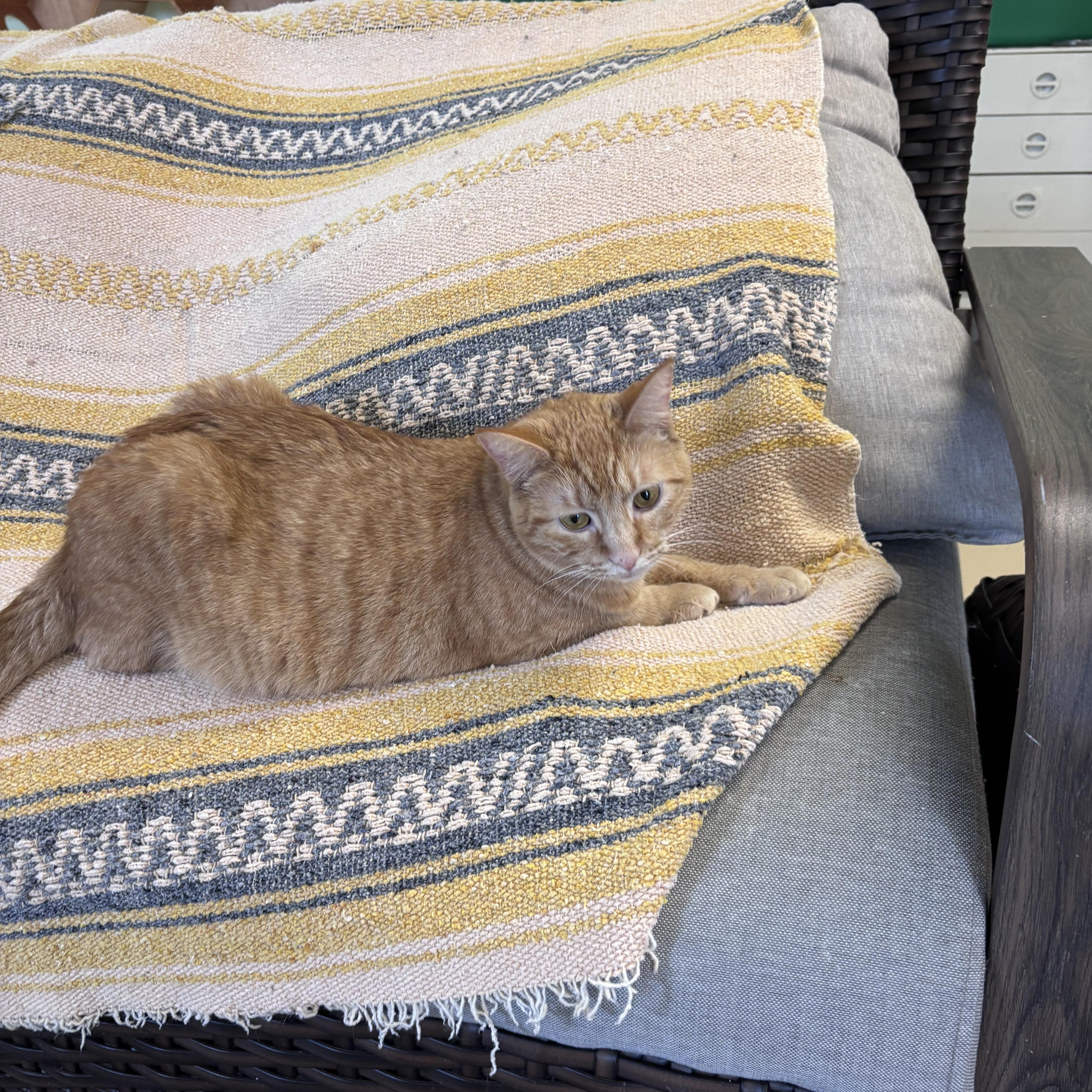 An adult small-sized female Tabby (Orange / Red) Domestic Short Hair cat named Pookie for adoption in Franklin, IN