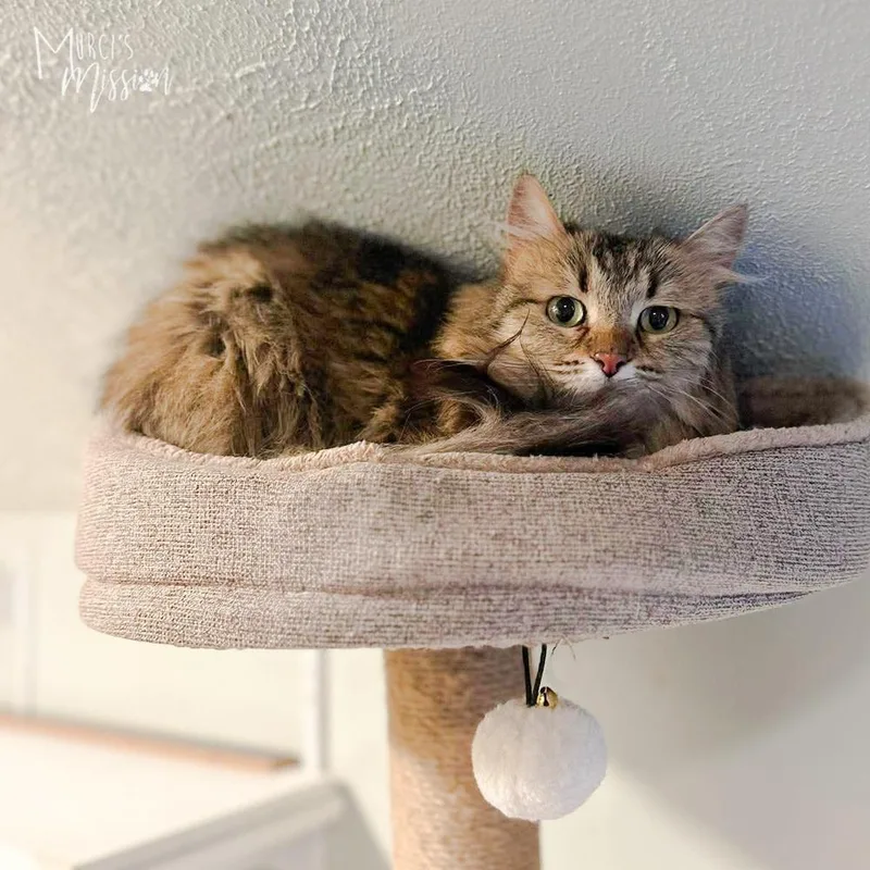 An adult medium-sized female Domestic Long Hair cat named Katink for adoption in Spokane , WA