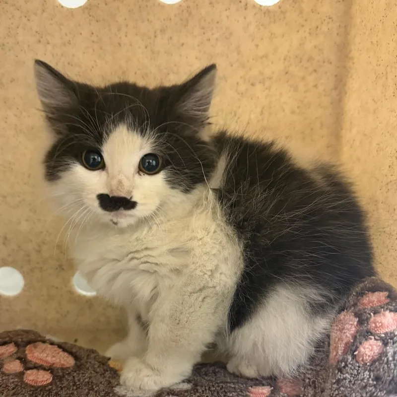 A baby small-sized male Domestic Medium Hair cat named Wade Garrett for adoption in Reno, NV
