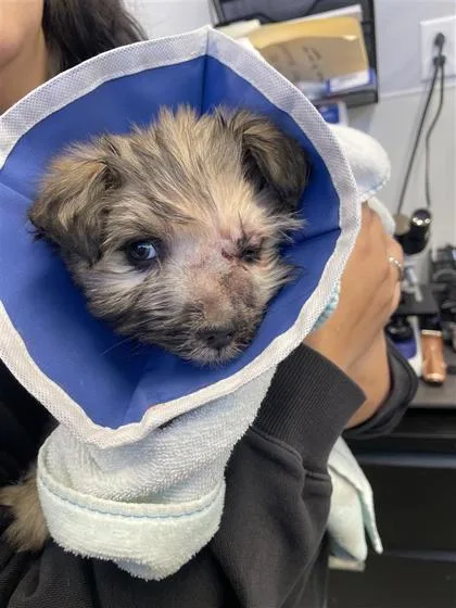 A baby small-sized female Mixed Breed dog named Suki Hanna for adoption in West Chester, PA