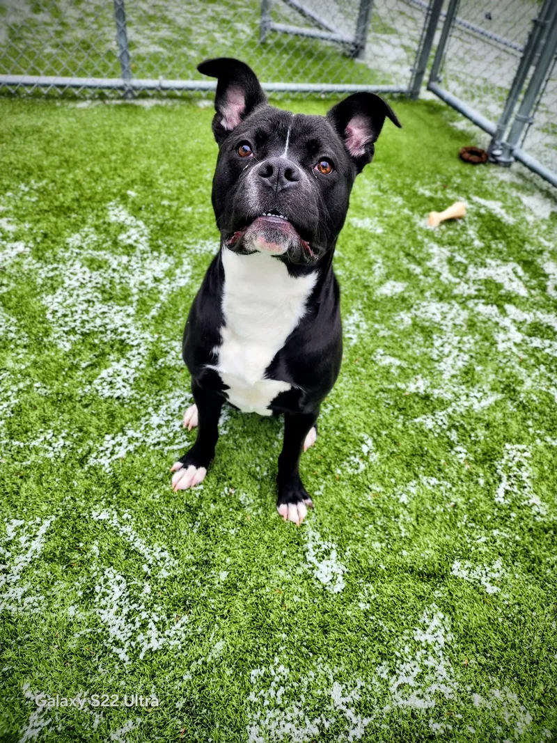 Oreo