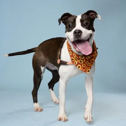 An adult medium-sized female Pit Bull Terrier dog named Davora for adoption in Atlanta, GA