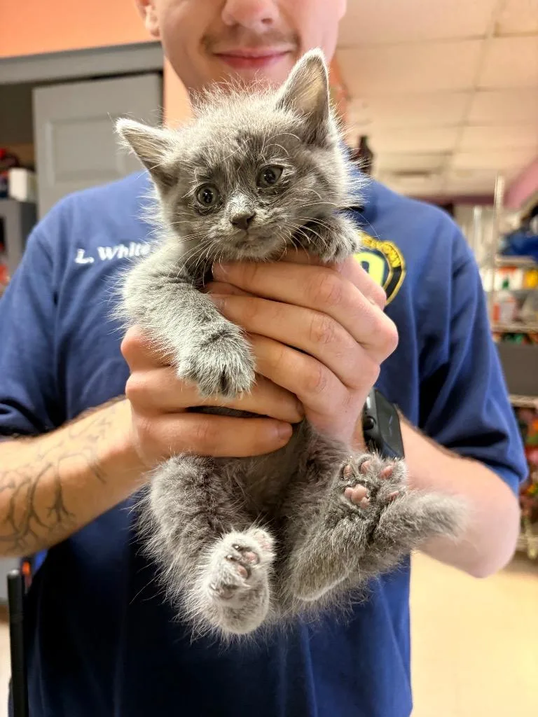 A baby medium-sized male Domestic Medium Hair cat named Grasshopper for adoption in Morgantown, KY