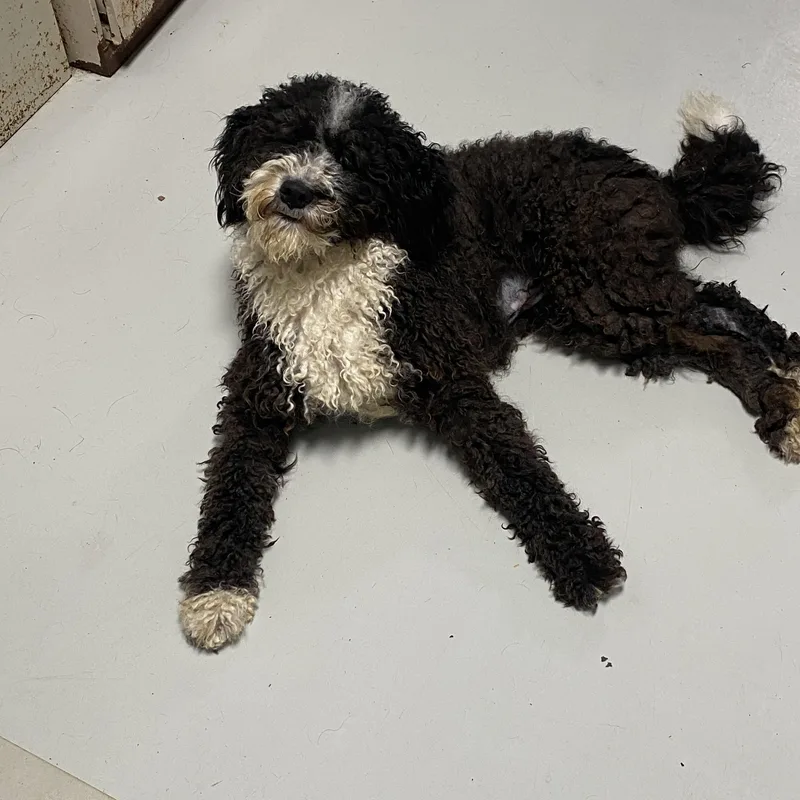 A young medium-sized female Black Poodle dog named Booboo for adoption in Hartford, KY