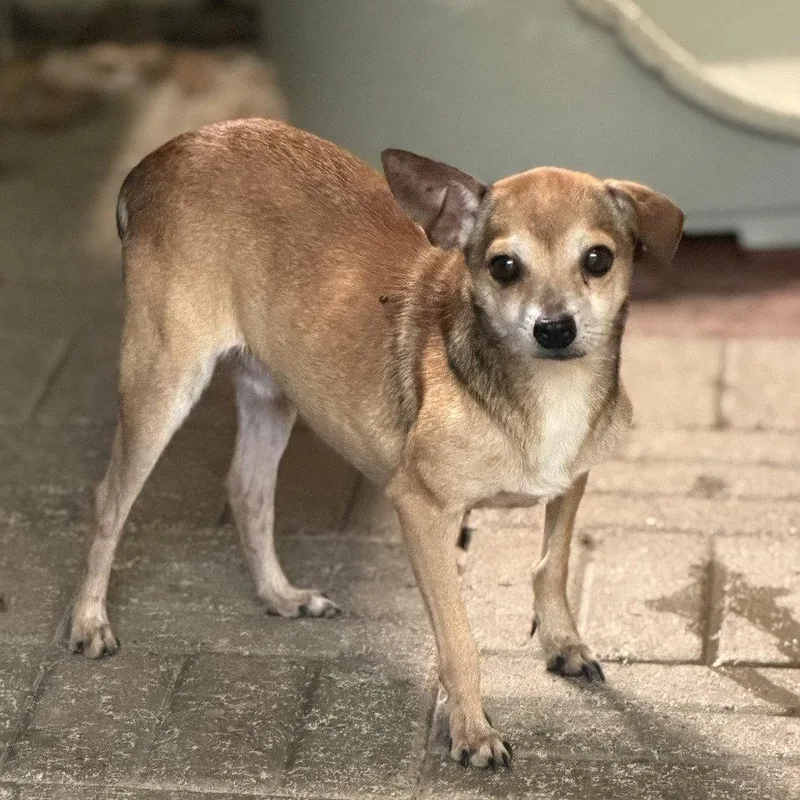 A senior medium-sized male Chihuahua dog named Nelly for adoption in Locust Fork, AL