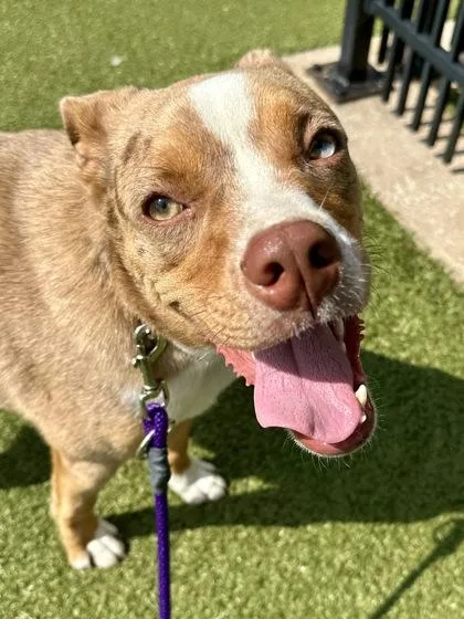 A young medium-sized male Yellow / Tan / Blond / Fawn Mixed Breed dog named Rocky for adoption in Wichita, KS
