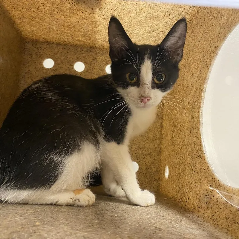 A baby small-sized female White Domestic Short Hair cat named Chickadee for adoption in Reno, NV