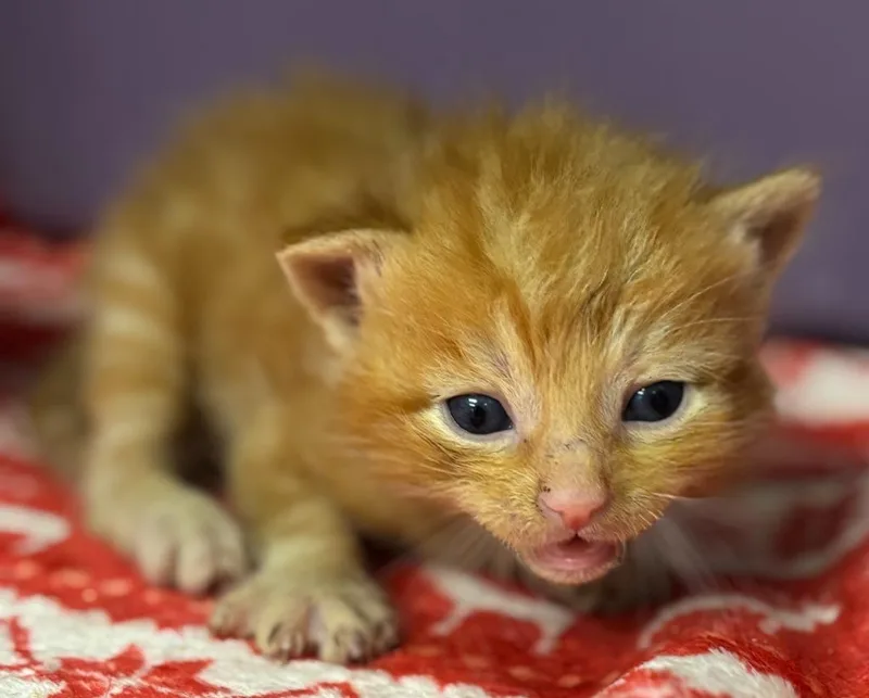 A baby small-sized male Domestic Short Hair cat named Tiger for adoption in Carthage, MO
