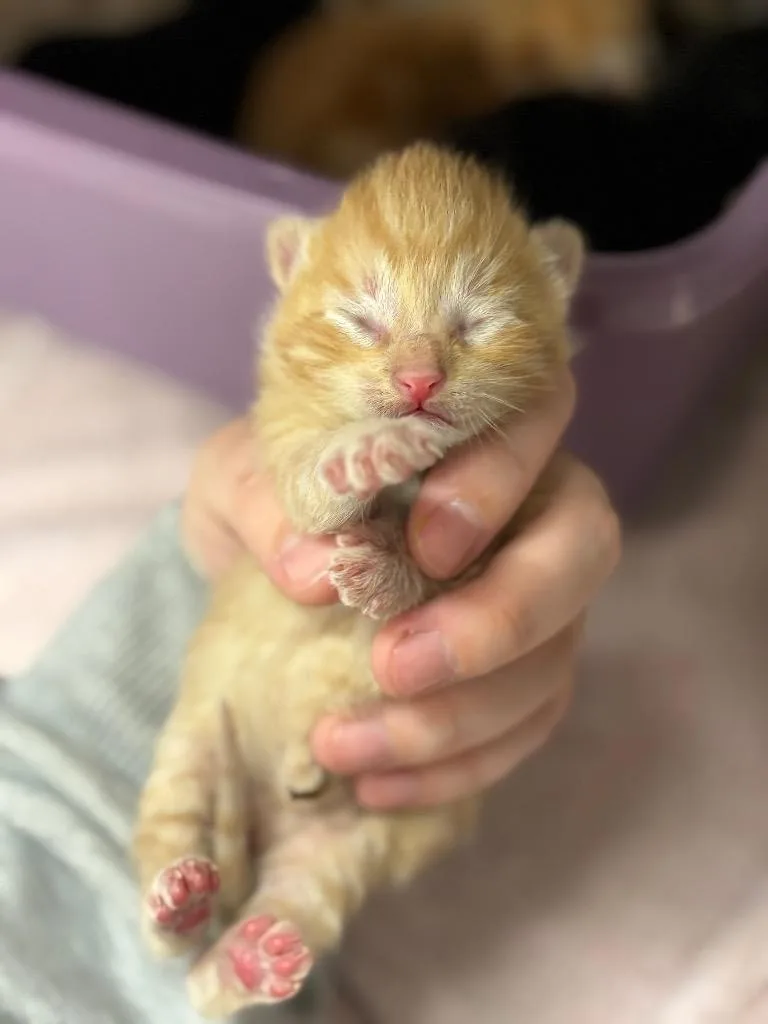 Tiger thumbnail 2