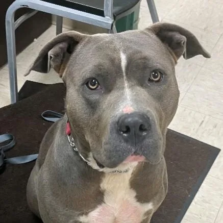 A young large-sized female Gray / Blue / Silver Pit Bull Terrier dog named Zara for adoption in Elyria, OH