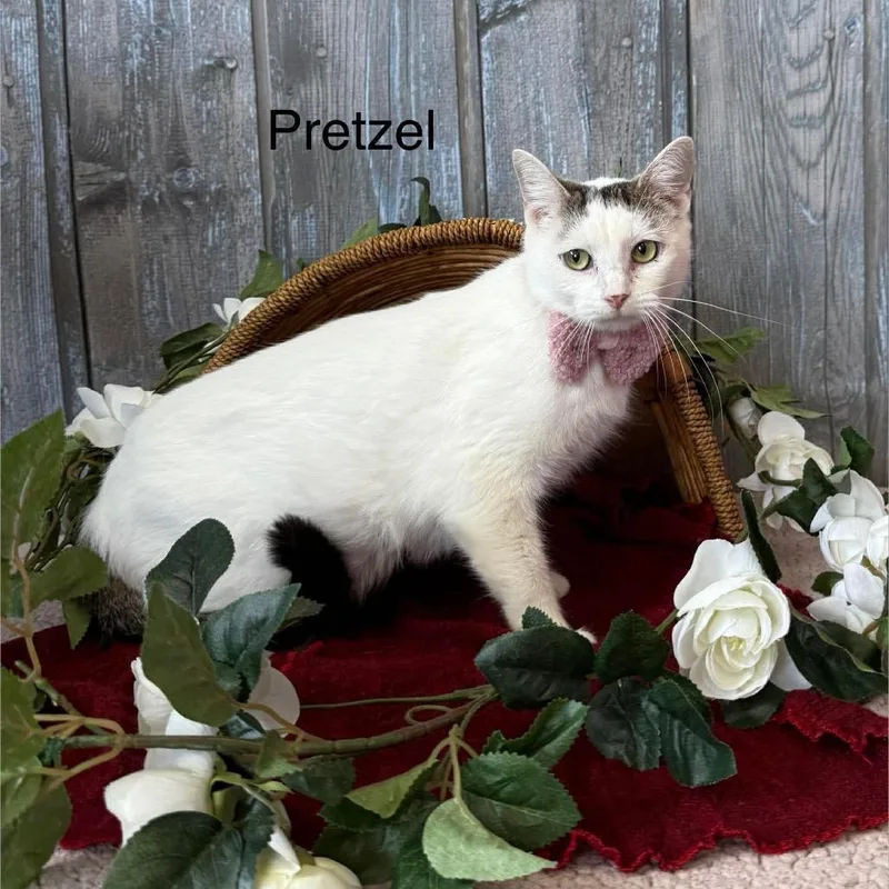 Pretzel