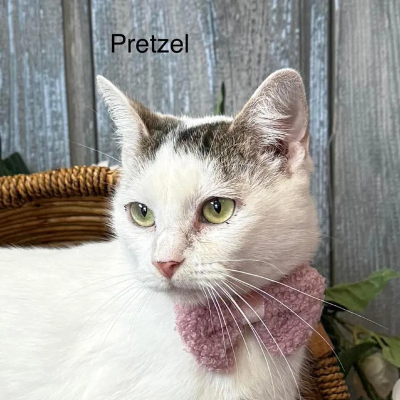 Pretzel thumbnail 2