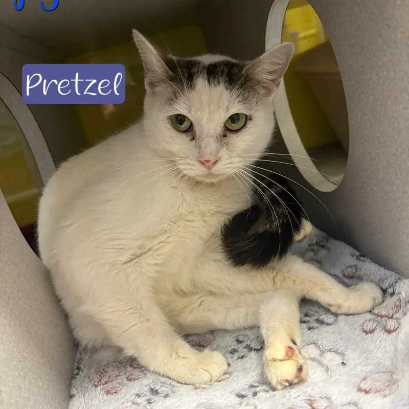Pretzel thumbnail 3
