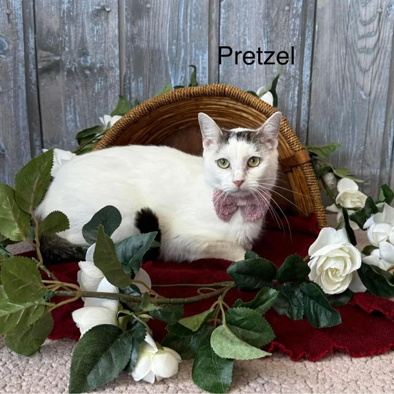 Pretzel thumbnail 4