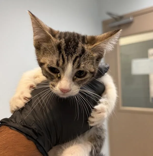 A baby small-sized female Domestic Short Hair cat named Diana for adoption in Escondido, CA