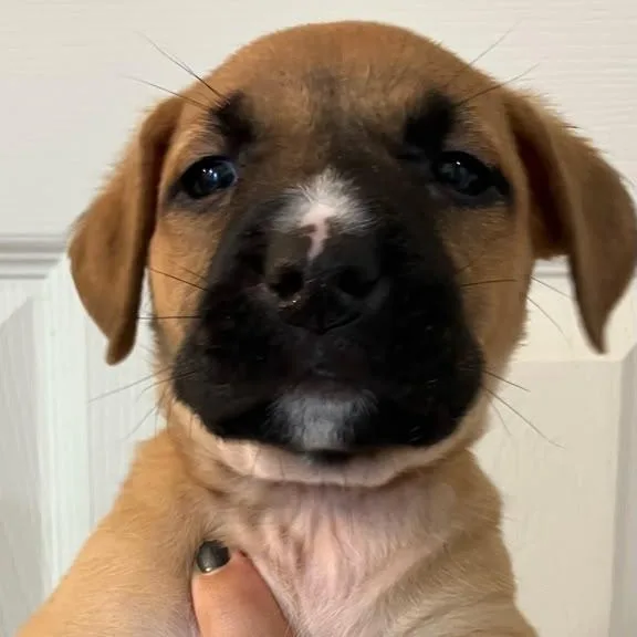 A baby large-sized female Tricolor (Brown, Black, & White) American Staffordshire Terrier dog named Sabrina for adoption in Martinez, CA