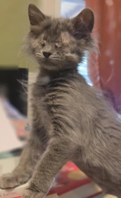 A baby small-sized female Domestic Short Hair cat named Gracie for adoption in Sacramento, CA