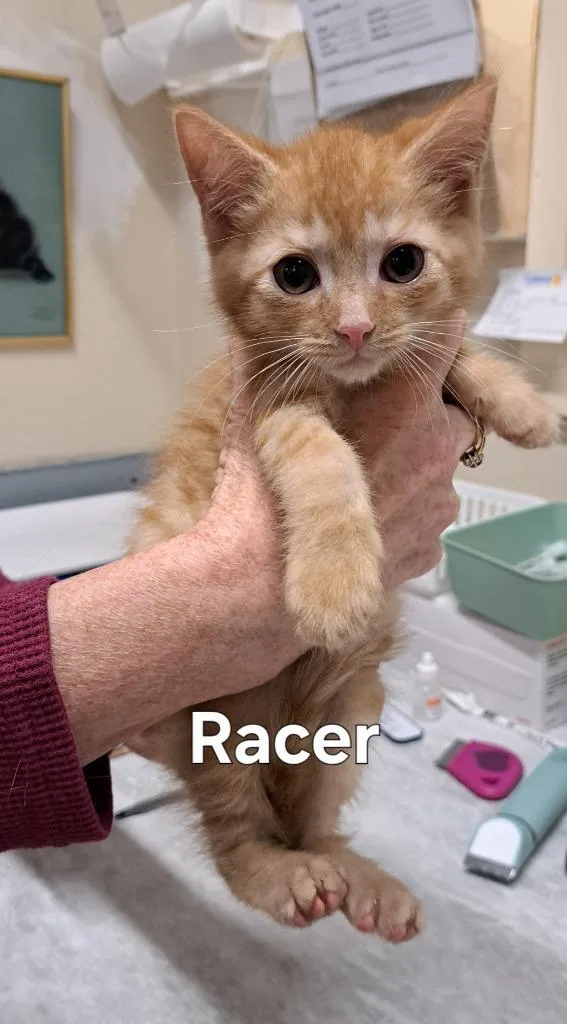 A baby small-sized male Domestic Short Hair cat named Racer for adoption in Plattsburgh, NY